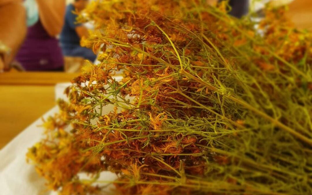 Erbe, storia e saperi femminili