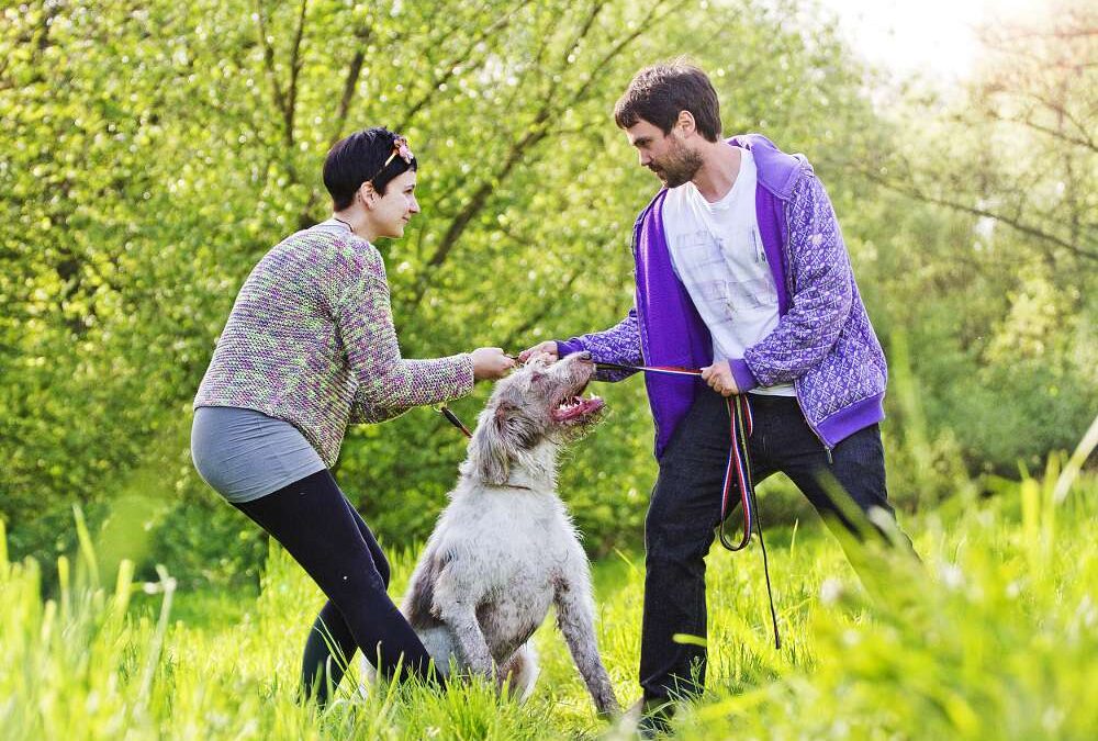 Nel divorzio congiunto le parti si accordano per affidare il cane alla moglie che è l’unica proprietaria