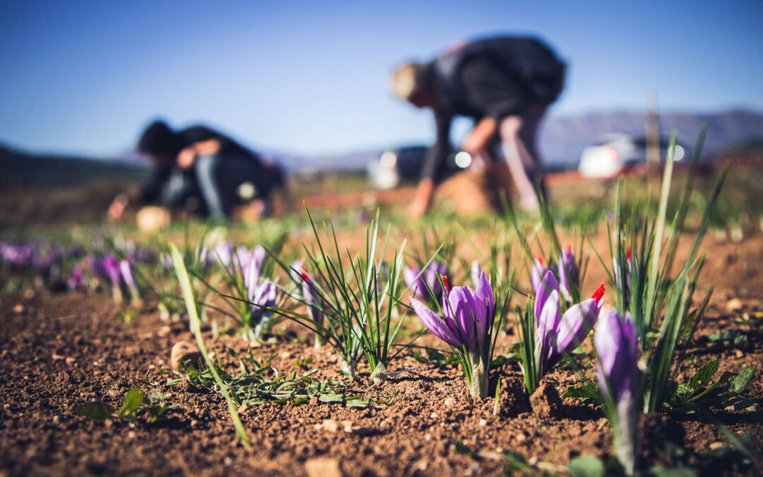 15 ottobre Giornata internazionale delle donne rurali: responsabilità sociale e sostenibilità nelle agricoltrici di Coltivatori di Emozioni