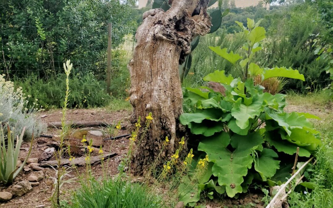 Giornata della Terra 2026: Il Patto delle Donne per il Clima e l’Ambiente mette al centro l’agroecologia e la cura del Pianeta