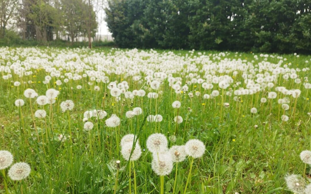 Stati Generali delle Donne *Giornata Mondiale dell’Ambiente, 5 giugno: il nostro impegno è quotidiano. Nel Giardino di Gaia coltiviamo futuro*